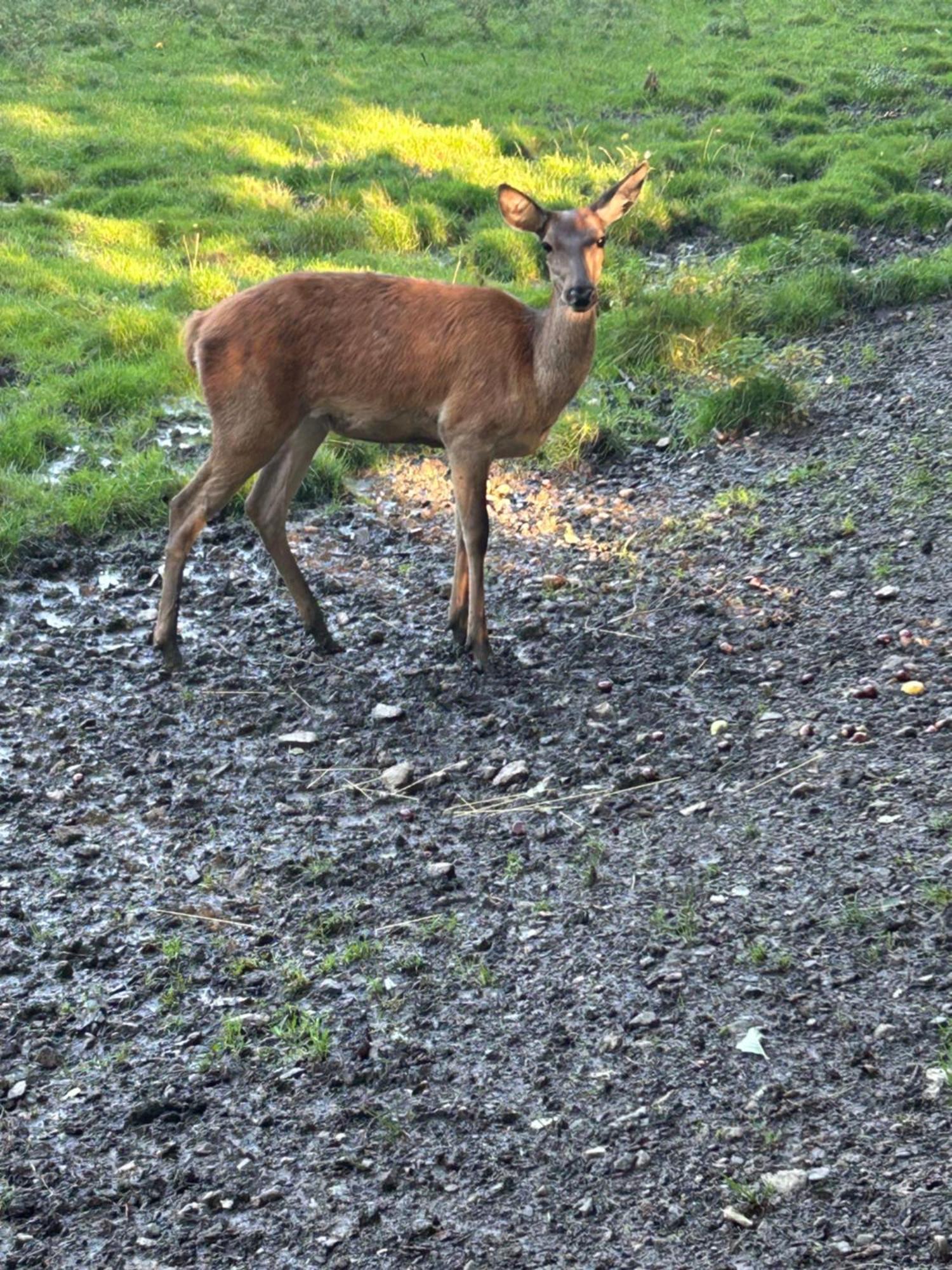 Kleine Auszeit Am Wildgehege Daire Bad Harzburg Dış mekan fotoğraf
