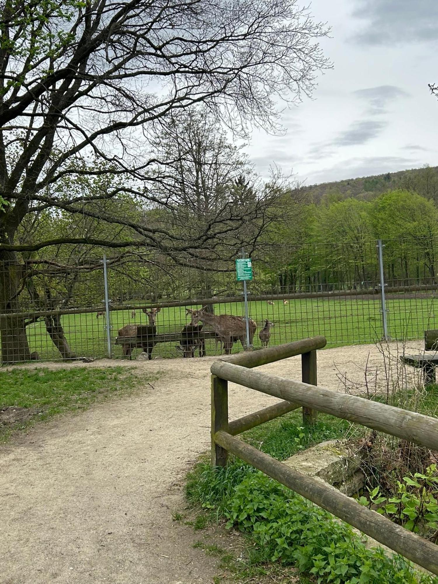 Kleine Auszeit Am Wildgehege Daire Bad Harzburg Dış mekan fotoğraf